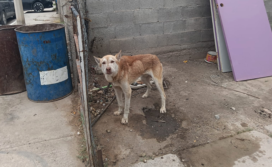 Rescatan a perro víctima de abandono en Ciudad Juárez; ya recibe atención especializada